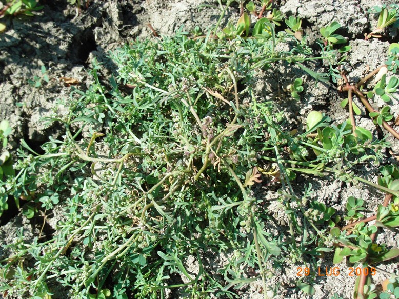 Lepidium coronopus / Lappolina gramignola